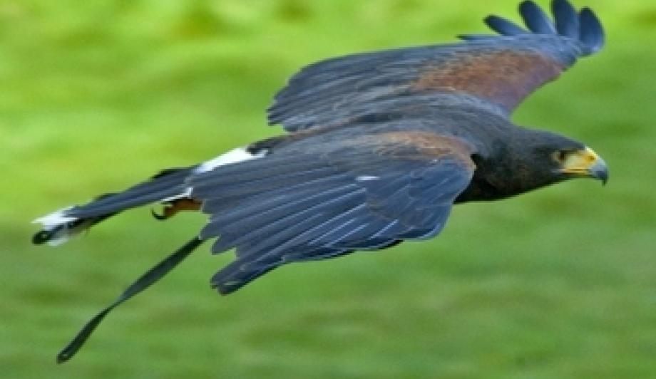 Selbstverständlich, der Falke fliegt und die Zeit vergeht wie im Fluge: Welches Selbstverständnis aber haben Die Falken heute? Foto: © Templermeister, www.pixelio.de