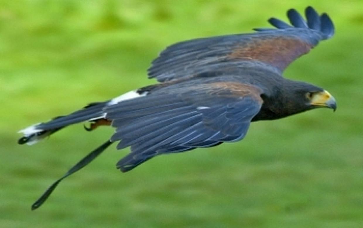 Selbstverständlich, der Falke fliegt und die Zeit vergeht wie im Fluge: Welches Selbstverständnis aber haben Die Falken heute? Foto: © Templermeister, www.pixelio.de